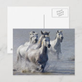Camargue-paarden die op marshland lopen om over te briefkaart (Voorkant / Achterkant)