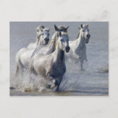 Camargue-paarden die op marshland lopen om over te briefkaart (Voorkant)
