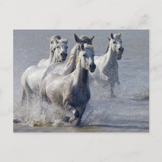 Camargue-paarden die op marshland lopen om over te briefkaart (Voorkant)