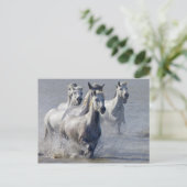 Camargue-paarden die op marshland lopen om over te briefkaart (Staand voorkant)