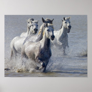 Camargue-paarden die op marshland lopen om over te poster