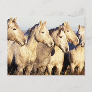 Camargue-paarden (Eguus caballus) Briefkaart