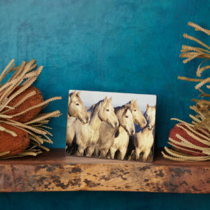 Camargue-paarden (Eguus caballus) Fotoplaat