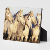 Camargue-paarden (Eguus caballus) Fotoplaat (Zijkant)