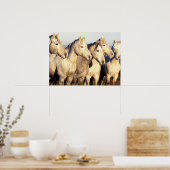 Camargue-paarden (Eguus caballus) Poster (Keuken)