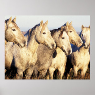 Camargue-paarden (Eguus caballus) Poster