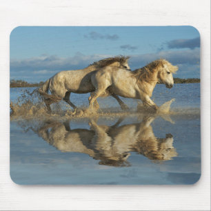 Camargue-paarden en weerspiegeling, Zuid-Frankrijk Muismat