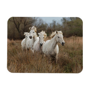 Camargue-paarden in galop magneet