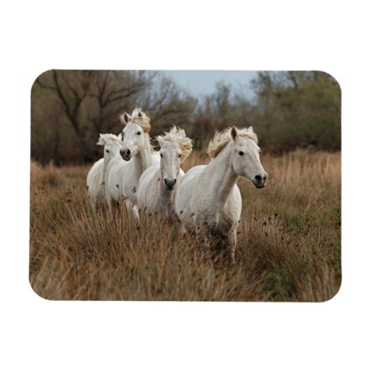 Camargue-paarden in galop magneet (Horizontaal)