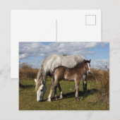 Camargue-paardveulen met moeder briefkaart (Voorkant / Achterkant)