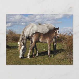 Camargue-paardveulen met moeder briefkaart