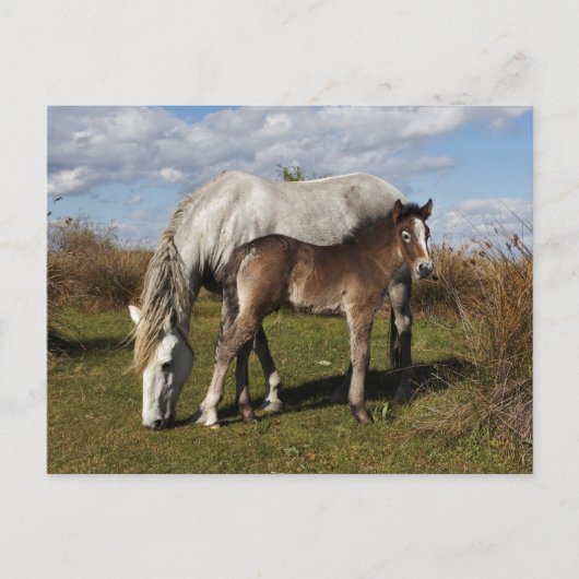 Camargue-paardveulen met moeder briefkaart (Voorkant)
