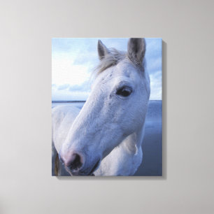 Camarguepaard Canvas Afdruk