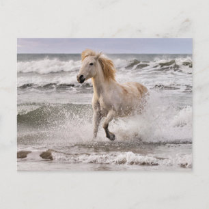 Camarguepaard dat uit de branding loopt briefkaart
