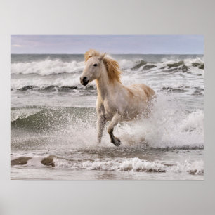 Camarguepaard dat uit de branding loopt poster