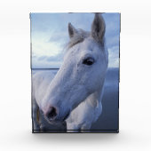 Camarguepaard Fotoblokken (Voorkant)