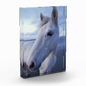 Camarguepaard Fotoblokken (Links)