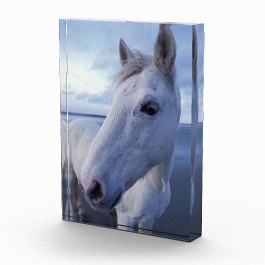Camarguepaard Fotoblokken (Rechts)