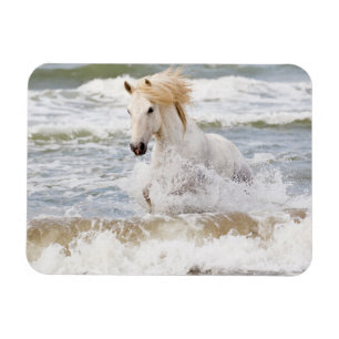 Camarguepaard in de branding magneet