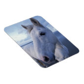 Camarguepaard Magneet (Rechterzijde)