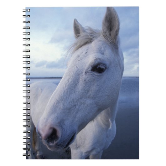Camarguepaard Notitieboek (Voorkant)