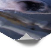 Camarguepaard Poster (Hoek)