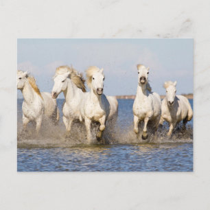 Camarguepaarden Briefkaart
