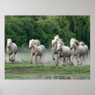 Camarguepaarden die in het water rennen poster