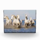 Camarguepaarden Fotoblokken (Voorkant)