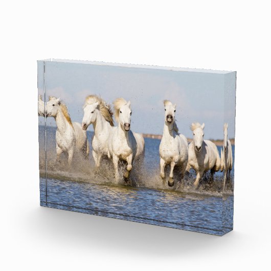 Camarguepaarden Fotoblokken (Rechts)