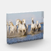 Camarguepaarden Fotoblokken (Links)