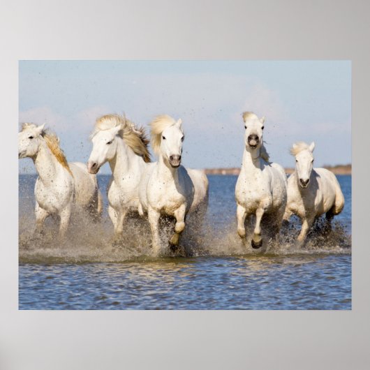 Camarguepaarden Poster (Voorkant)