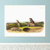 Camas Rat (Northern Pocket Gopher) van Audubon Canvas Afdruk (Insitu (Houten vloer))