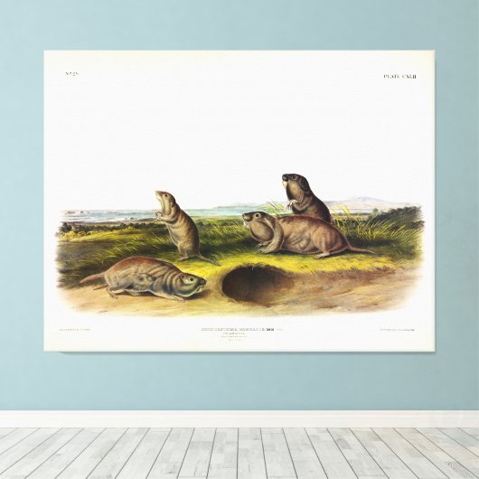 Camas Rat (Northern Pocket Gopher) van Audubon Canvas Afdruk (Insitu (Houten vloer))