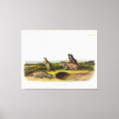 Camas Rat (Northern Pocket Gopher) van Audubon Canvas Afdruk (Voorkant)