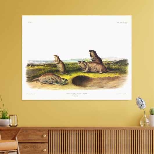 Camas Rat (Northern Pocket Gopher) van Audubon Canvas Afdruk (Insitu (Woonkamer))