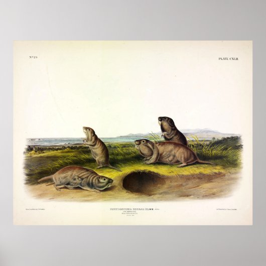 Camas Rat (Northern Pocket Gopher) van Audubon Poster (Voorkant)