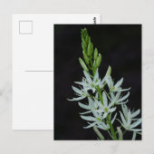 Camassia Flower Briefkaart (Voorkant / Achterkant)