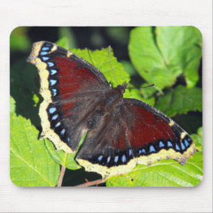 Camberwell Beauty of Mourning Cloak butterfly Muismat