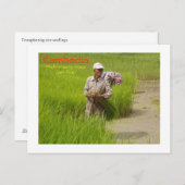 Cambodjaanse rijstzaailingen briefkaart (Voorkant / Achterkant)