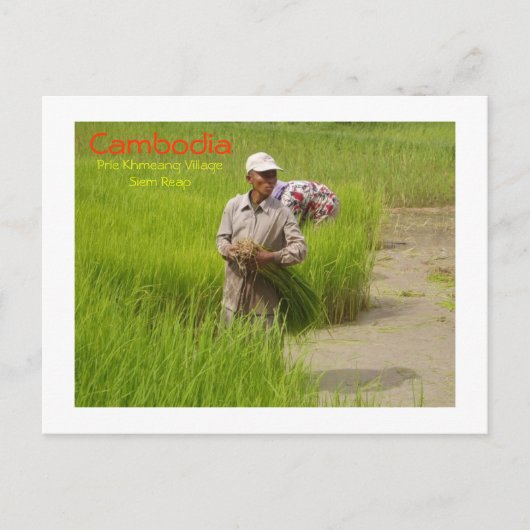 Cambodjaanse rijstzaailingen briefkaart (Voorkant)