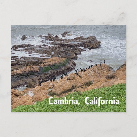 Cambria Californië Briefkaart (Voorkant)