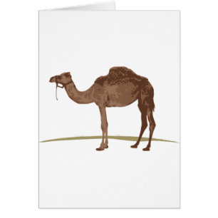 Camel