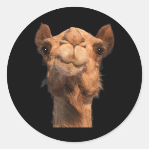 Camel Animal Face Ronde Sticker
