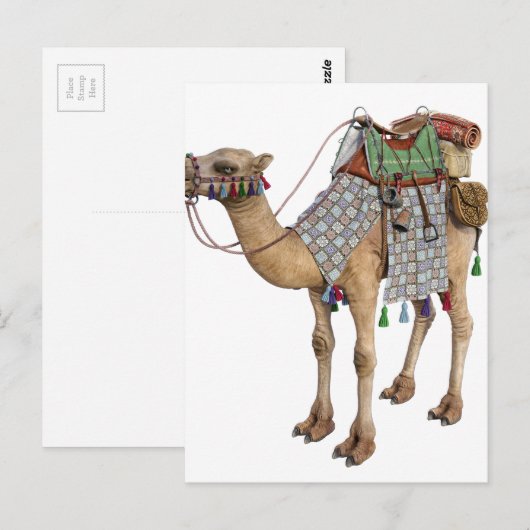 Camel bereid voor ancient Rider Briefkaart (Voorkant / Achterkant)