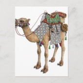 Camel bereid voor ancient Rider Briefkaart (Voorkant)