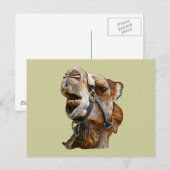 Camel Briefkaart (Voorkant / Achterkant)
