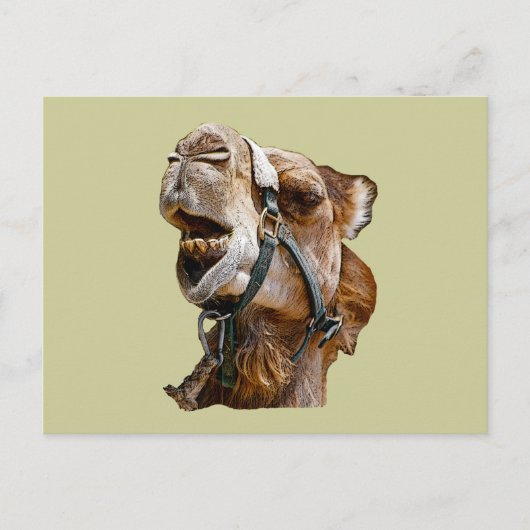 Camel Briefkaart (Voorkant)