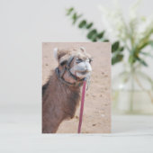 Camel Briefkaart (Staand voorkant)