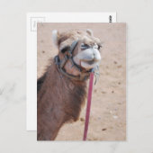 Camel Briefkaart (Voorkant / Achterkant)